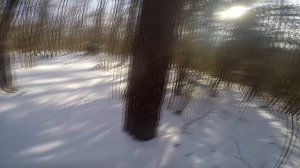 ловля куницы проходными капканами, капкан на куницу, зимняя охота