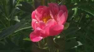 Волшебная краса полей (романс)