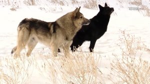 Аукцион на отлов бродячих собак в 2026 году объявили власти Братска