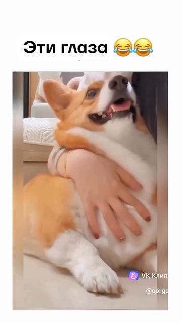 Приколы с животными