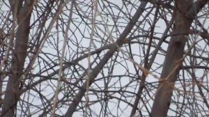 Свиристели прилетели в огород они присели