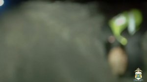 В Югре экипаж ДПС спас замерзающую на федеральной трассе в тридцатиградусный мороз собаку