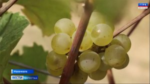 Переработчики винограда в Дагестане