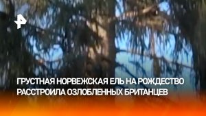 Елка раздора: Норвегия обиделась на Британию из-за неблагодарной реакции на подарок