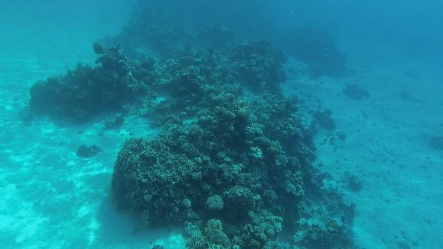 2025-11-22_082750 Рыбки стайка Голубой цезий и Сержанты