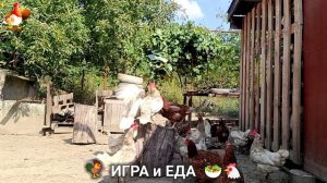 Кормление кур овощами и фруктами для зарядки и от скуки 🥗🐓🤗  (15)