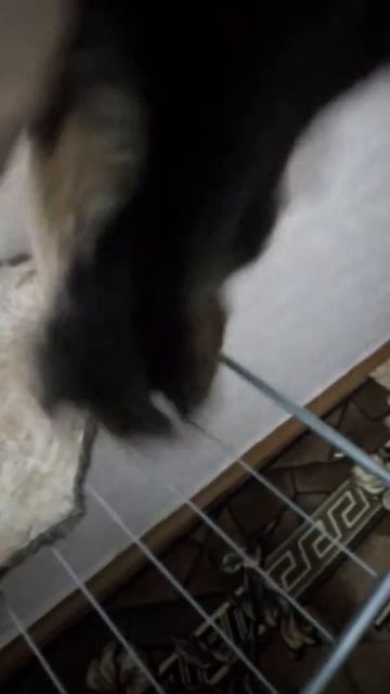 Выделка бобровой шкуры смотреть онлайн