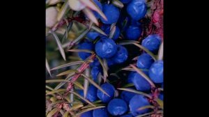 18 декабря. Утренняя прогулка...