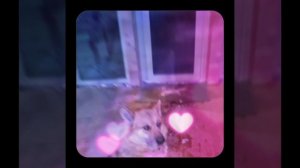 1000042865.mp4 (Собака наблюдает за лайфхаками при строительстве дома А-фрейм)