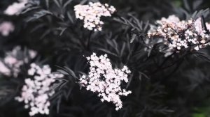 ОБЗОР САДА. июль 2025