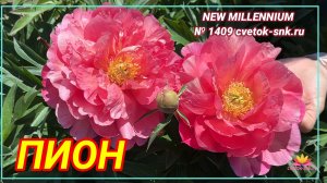 ИТО-гибрид "NEW MILLENIUM"/Сад Ворошиловой