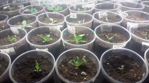 18.12.2025 Рассматриваем всходы цветов и новый зеленый уголок.