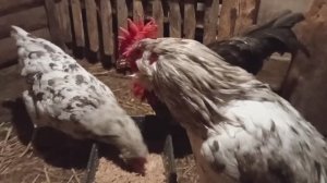 амераукана обзор породы кур