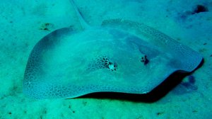 Скат хвостокол что то ищет в песке.