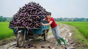 Собрала почти тонну баклажанов и везу на грузовике для продажи на загородный рынок. Фуонг. Вьетнам