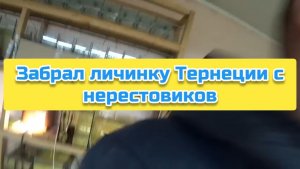 Забрал личинку Тернеции с нерестовиков