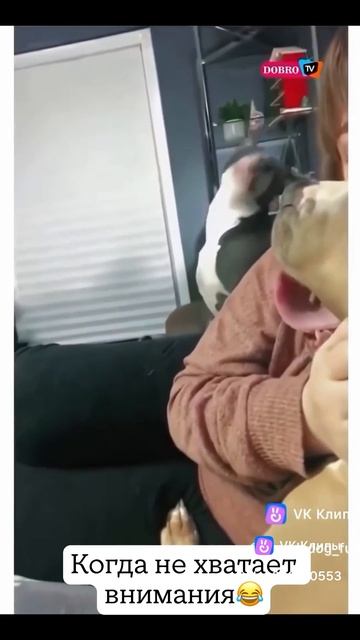 Приколы с животными