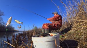 РЫБЫ ТОННА, АЖ ХАПАЕТ ВСЕ КРЮЧКИ. ТУТ ВОДЫ ПО КОЛЕНО. ЗИМНЯЯ РЫБАЛКА НА ПОПЛАВОК. Поплавочная удочка