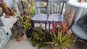 Про тисы в южном саду и куда планирую высадить свои покупки 17.12.2025 г. Пятигорск.