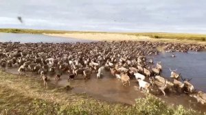 Олень северный,благородное животное 🦌🦌🦌