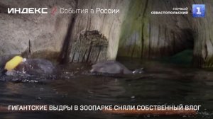 Гигантские выдры в зоопарке сняли собственный влог