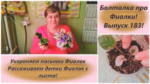 Болталка про Фиалки! Выпуск 183! Укореняем пасынки Фиалок и рассаживаем детки Фиалок с листа!