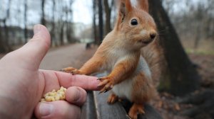 Незнакомые белки. Зарисовка