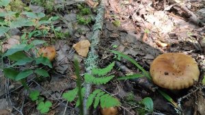 1-Природа...п.Гыркашор 2023г