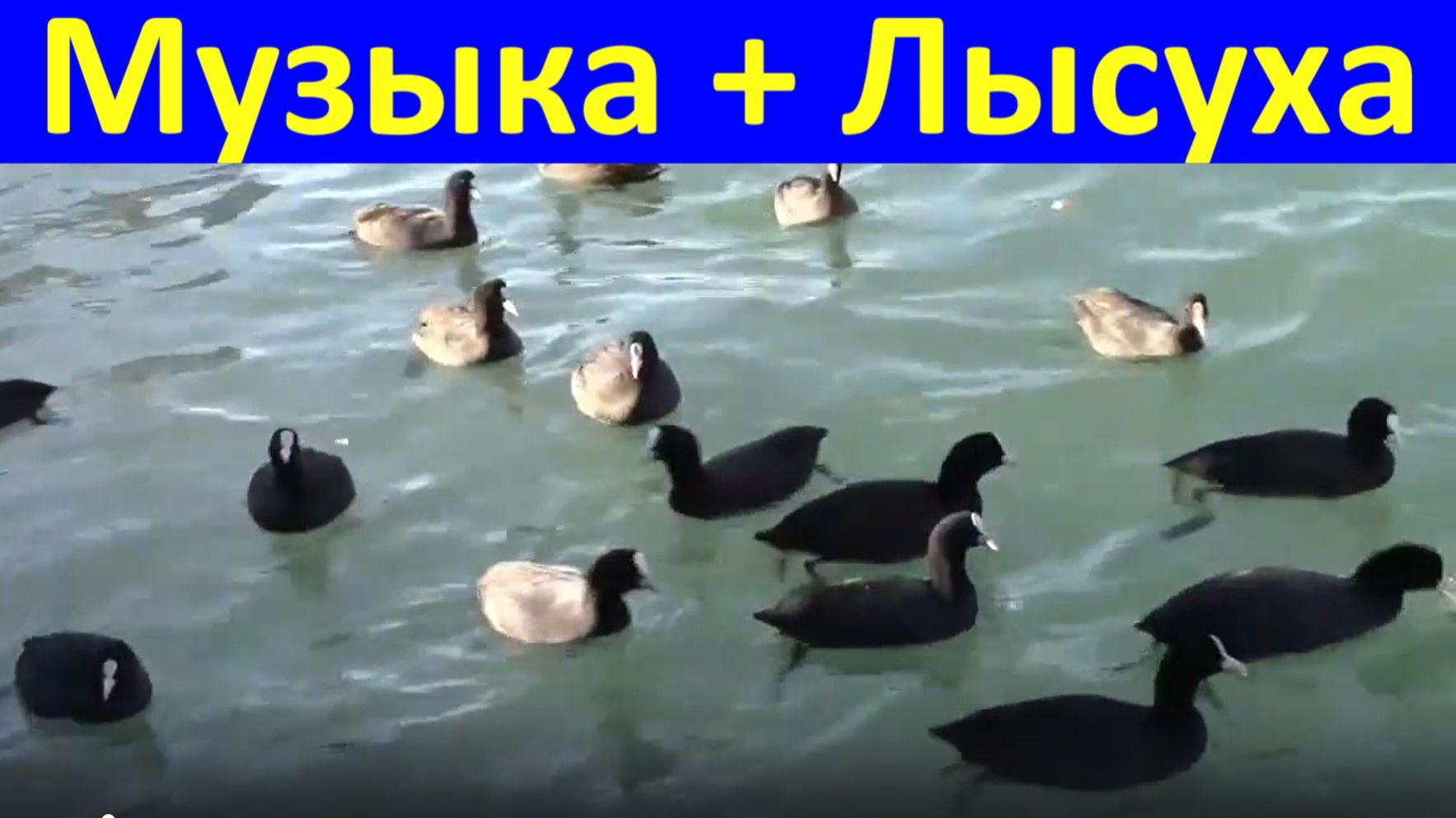 Музыка + Лысуха лыска болотная курица Сочи морпорт