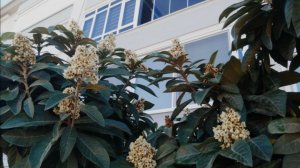 18 декабря ТЕПЛО И СОЛНЕЧНО НА МОРЕ. ЦВЕТУЩИЙ ДЕКАБРЬ. ТУРЦИЯ 2025. #türkiye2025 #alanya #mahmutlar