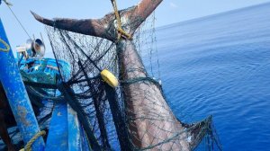 Поймали 160-килограммового голубого марлина в открытом море / Самая большая рыба, которую мы ловили!