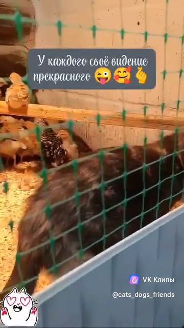 Приколы с животными