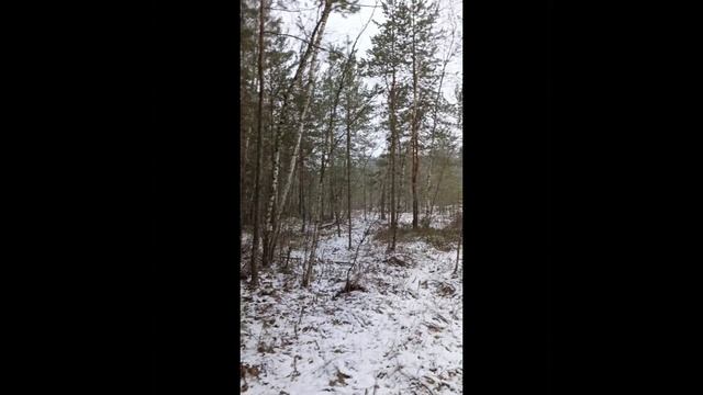 Зимний лес смотреть онлайн