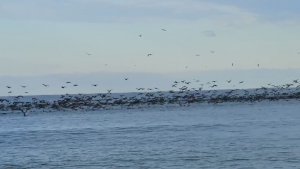 Бакланы над Чёрным морем