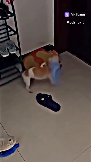 Приколы с животными