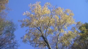 Сентиментальный вальс и золотая осень