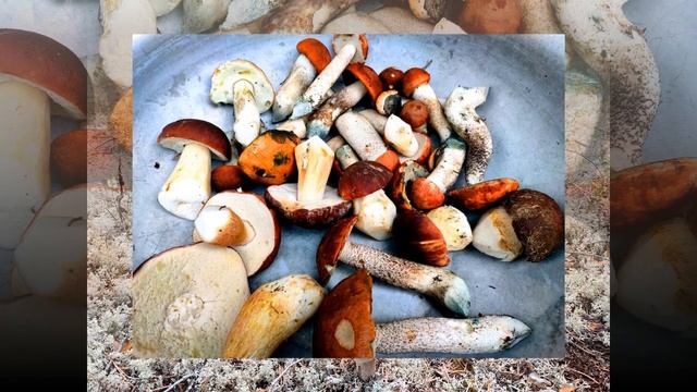 13-Проект(( Дачные будни 2024г-720р