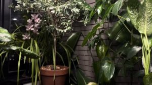 ПЕРЕСТАНОВКА РАСТЕНИЙ НА ЛОДЖИИ.