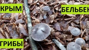 Крым. Севастополь. Погнали за грибами?