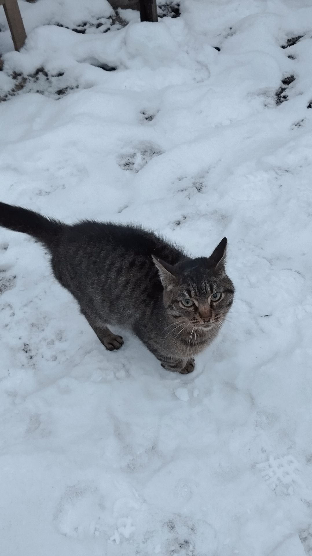 Маруся.Если есть желание помочь на корм котикам,жмите волшебную кнопку "Поддержать канал".