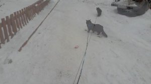 Слайд-шоу. Мишка на прогулке.