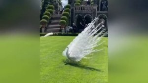 Самые смешные видео с животными на свете