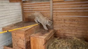 ОПАСНАЯ УБОРКА У ДИКОЙ РЫСИ Цефеи