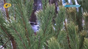 19 ДЕКАБРЯ В ЖЕЛЕЗНОГОРСКЕ НАЧНУТ РАБОТУ ЕЛОЧНЫЕ БАЗАРЫ