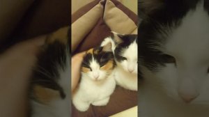 я сегодня рассказал про свою квартиру и показал её