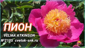 ПИОН "VELMA ATKINSON"/Сад Ворошиловой