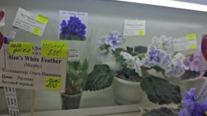 #166.Москва.Дом Фиалки на Новокузнецкой.Выставка Фиалок.