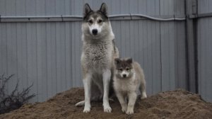 Два щенка до темна