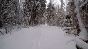 Как поймать куницу, Ловля куницы, проходной капкан на куницу, зимняя охота