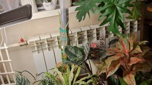 Две фиалки и диффенбахия